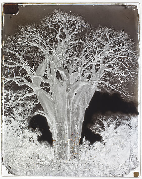 Baobab à l’île Mohéli.