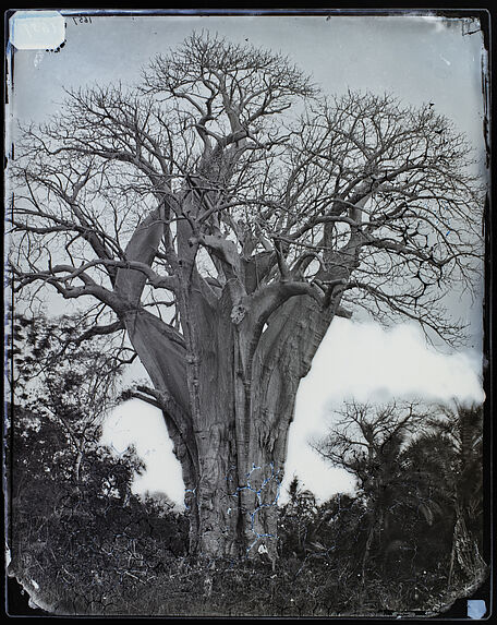 Baobab à l’île Mohéli.