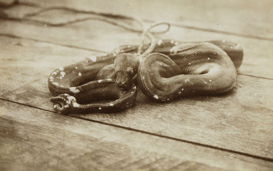 Serpent (Chondropython virilis Schleg. var.)