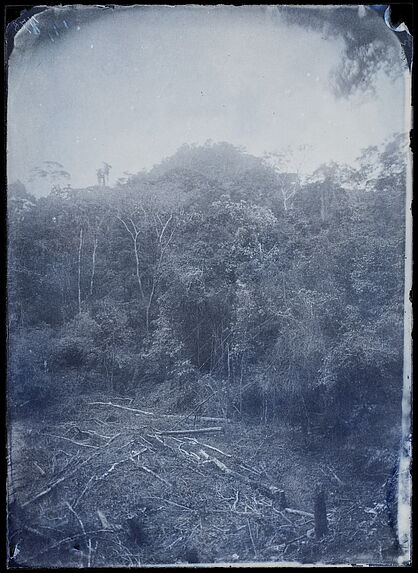Palenque. Le Cerro alto de Palenque, vue prise de la galerie du palais