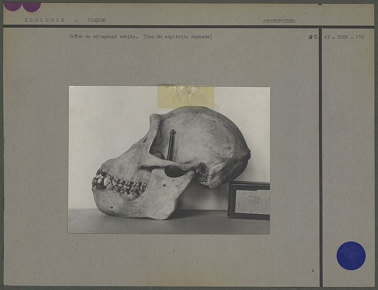 Crâne de chimpanzé adulte