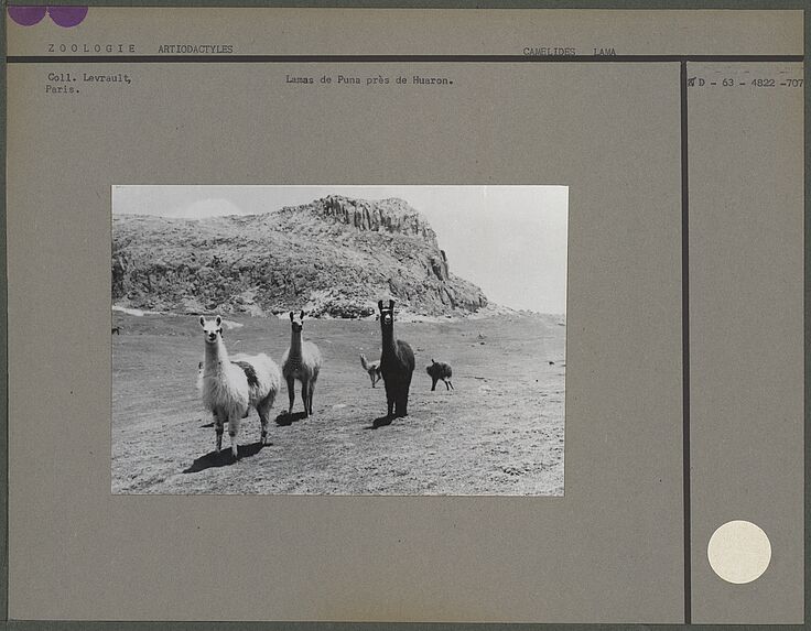 Lamas de Puna près de Huaron