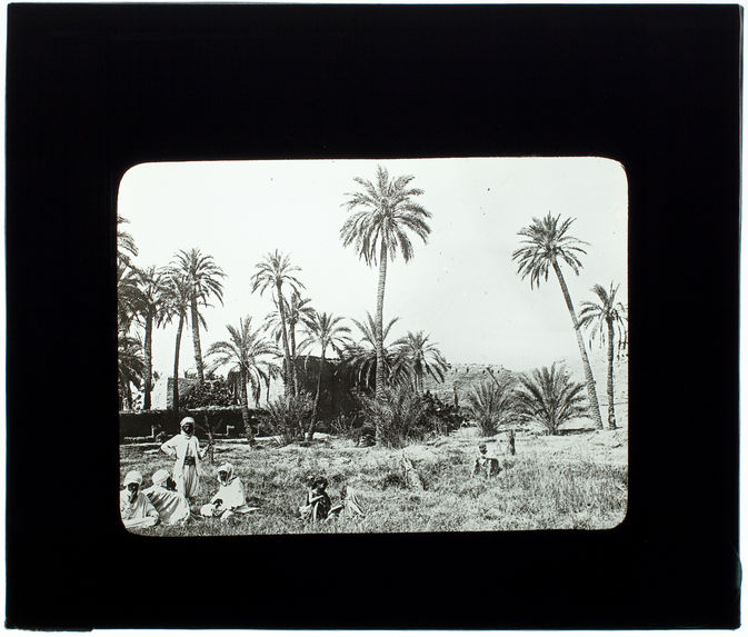 Palmiers-dattiers de Sidi-Okba