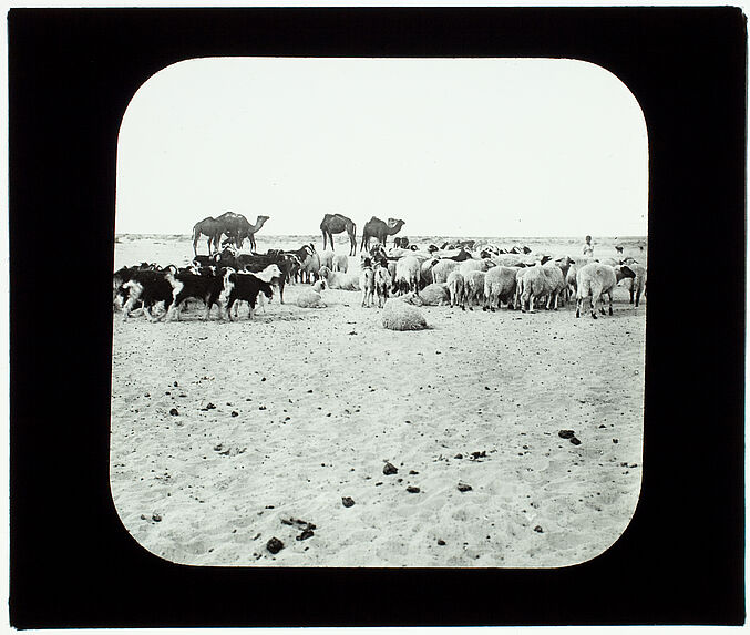 Sahara. Troupeau auprès d'un puits