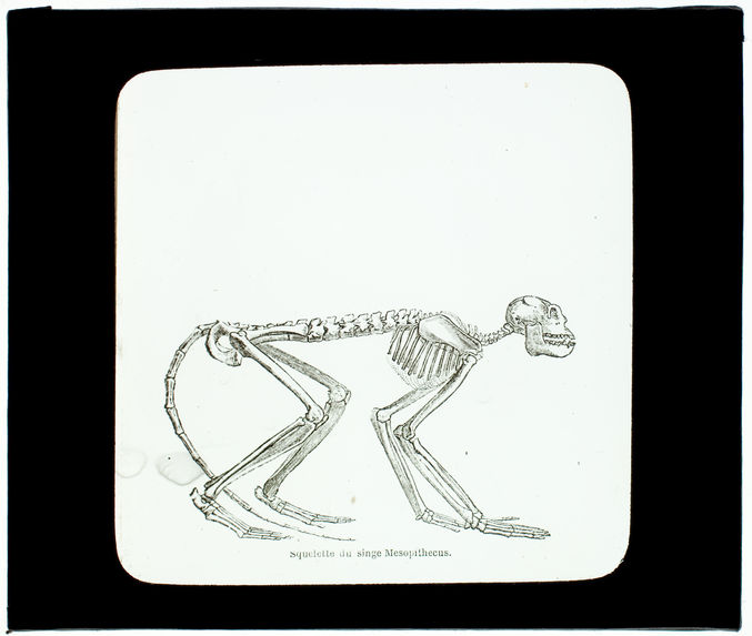 Squelette de singe mésopithèque à Pikenni