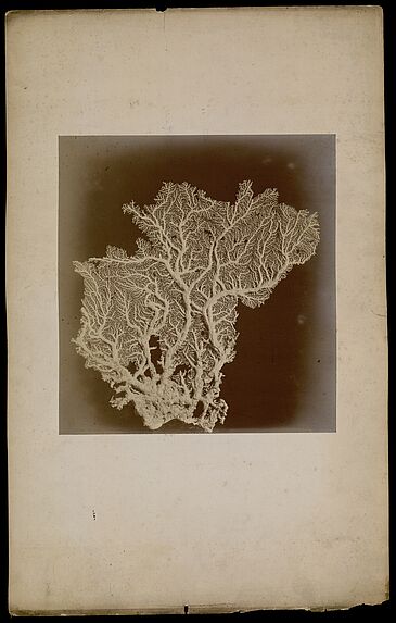 [N°6- Stylaster Flabelliformis, Milne Edward &amp; J. Haine- des mers de l'Inde grandeur naturelle].