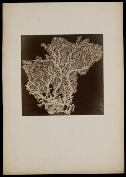 6. Stylaster Flabelliformis- Milne-Edwards et J.Haine -des mers du l'Inde.