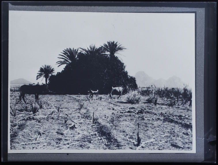 Les zébus &quot;EZOU&quot; et &quot;ESOUAN&quot