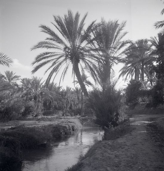 Gabès, la palmeraie