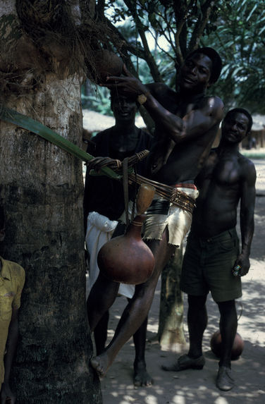 Sans titre [homme grimpant à un arbre]