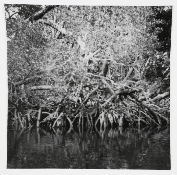 Sépik - Murik. Les mangroves sur le lagon