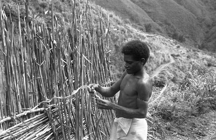 Buang Watut. Mission 1954-55. Bande film de 6 vues concernant la construction de palissades, la plantation des ignames et deux portraits