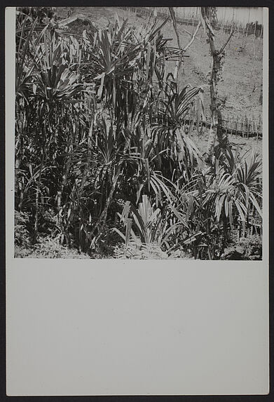 Cordyline fructicosa et prob. Pandanus conoïdius