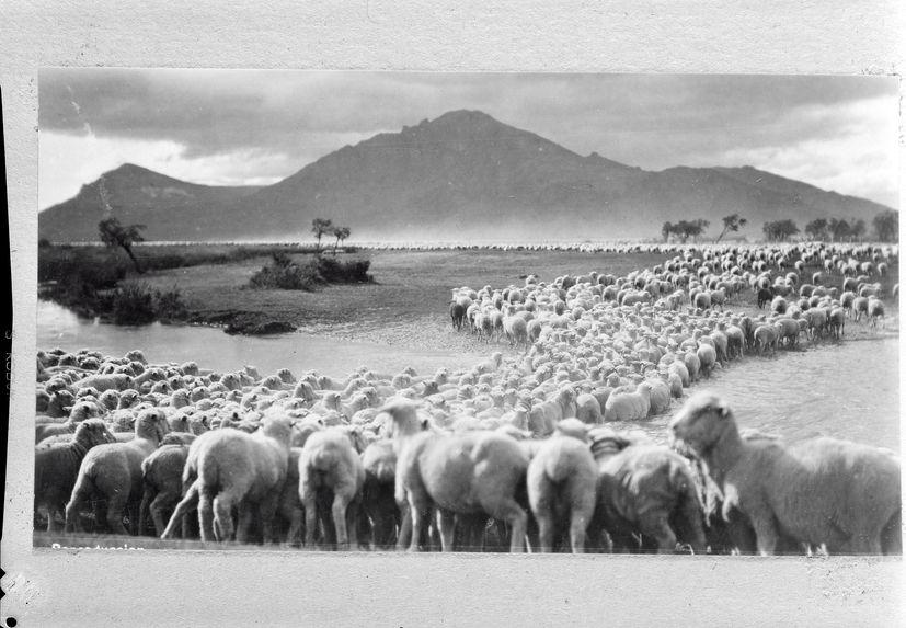 Moutons traversant un gué