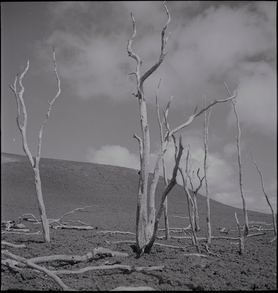 Bande film de quatre vues concernant des paysages de volcans et d'arbres morts