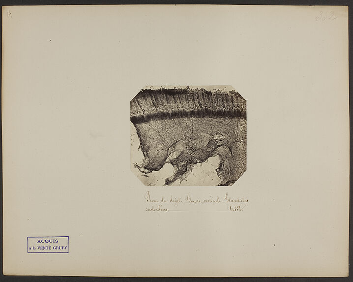 Peau du doigt. Coupe verticale. Glandules sudorifères