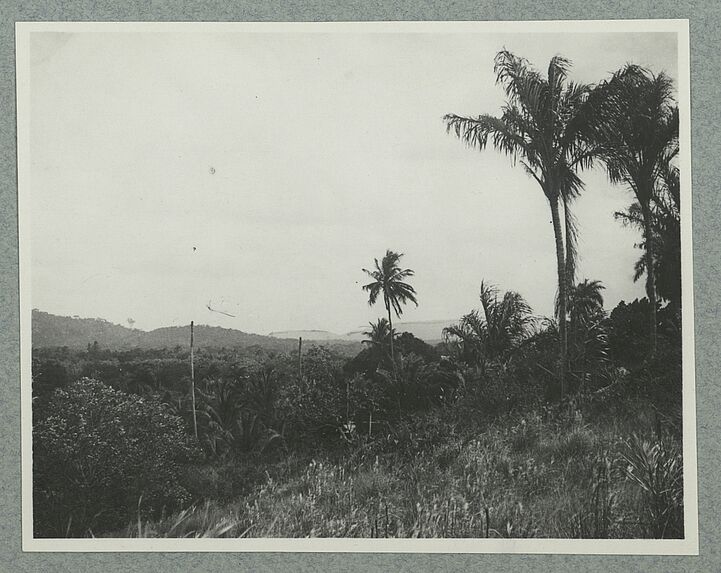 Montagne tigre sur l'Ile de Cayenne