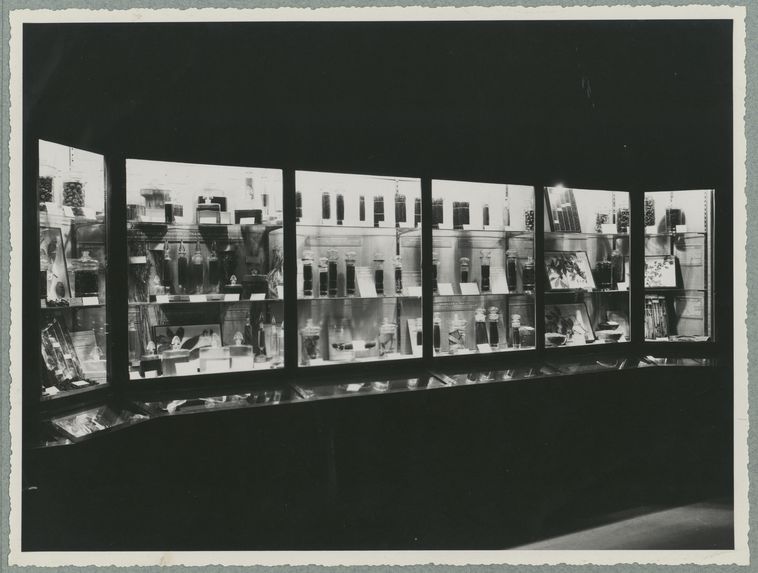 Vitrine de la galerie des produits végétaux