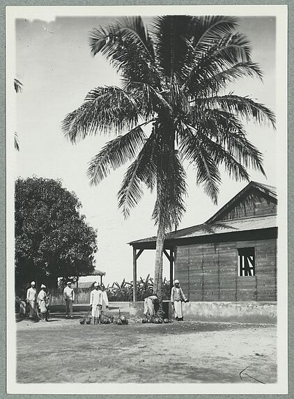 Récolte des noix de coco