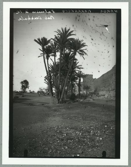 Palmiers de la Bad Doukkala