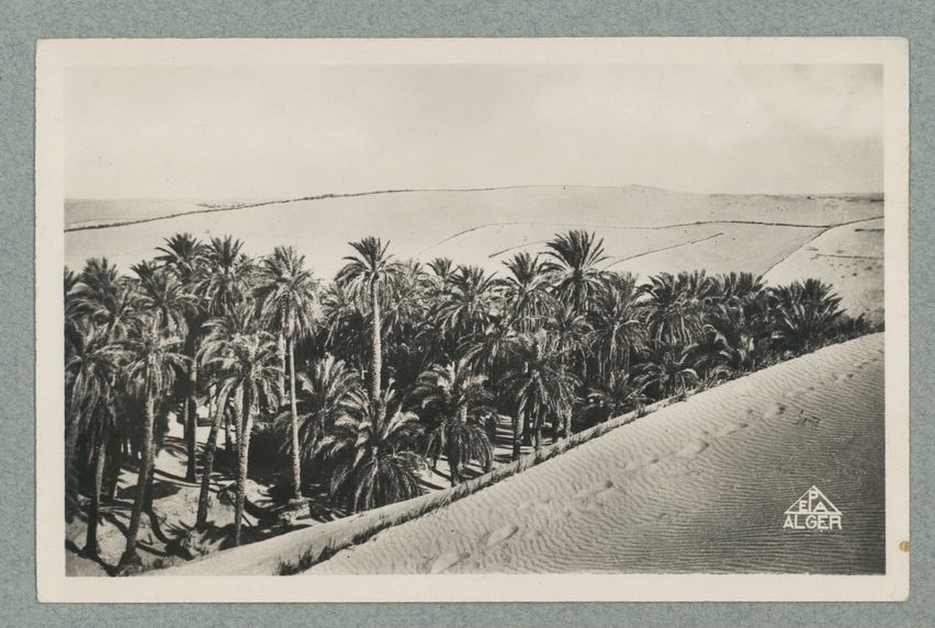 Algérie. El Oued. Palmiers dans les Cuvettes