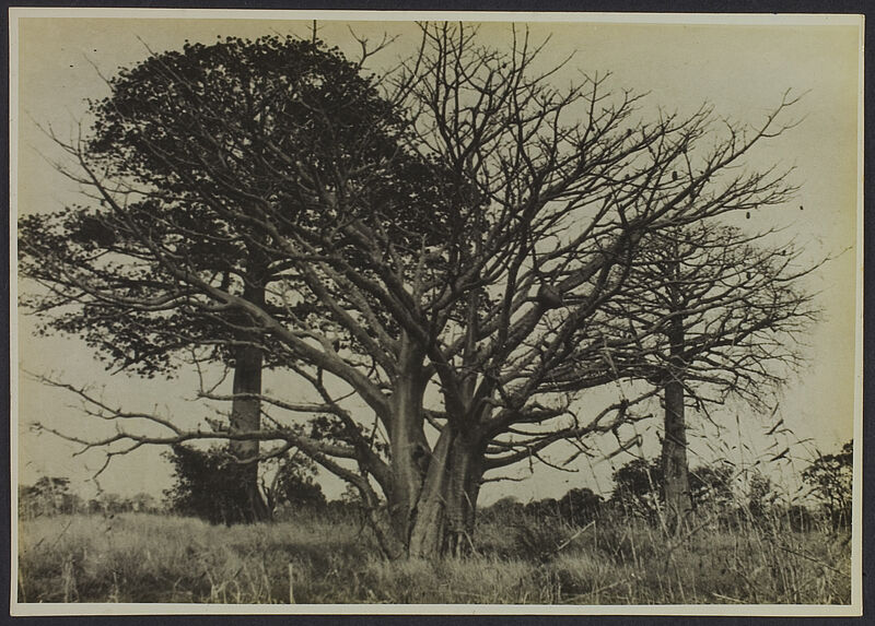 Paysage coniagui : baobab (ruche) - Fromager, Youkounkoun, Gaoual, Guinée