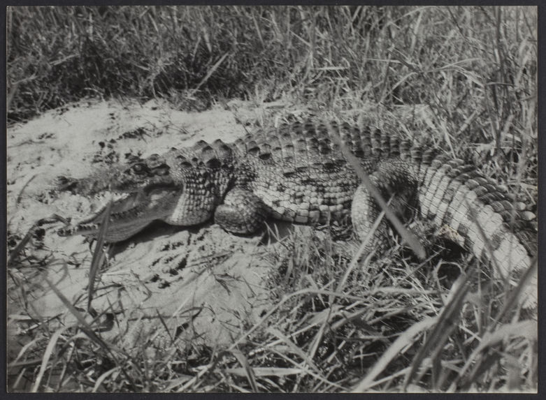 Crocodile de Nil, habitant des lagunes ivoiriennes