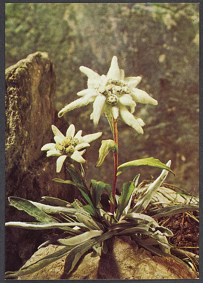Leontopodium alpinum. Edelweiss. Etoile des glaciers