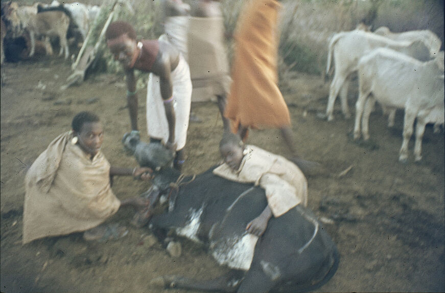 Sans titre [Samburu prélevant du sang sur un bovin]