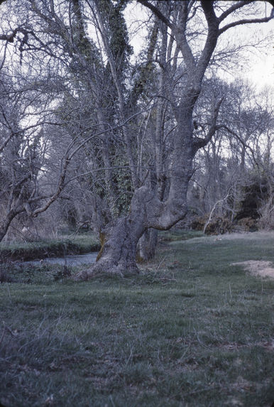 Ifrane [paysage]