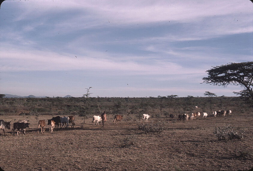 Sans titre [transhumance du bétail]