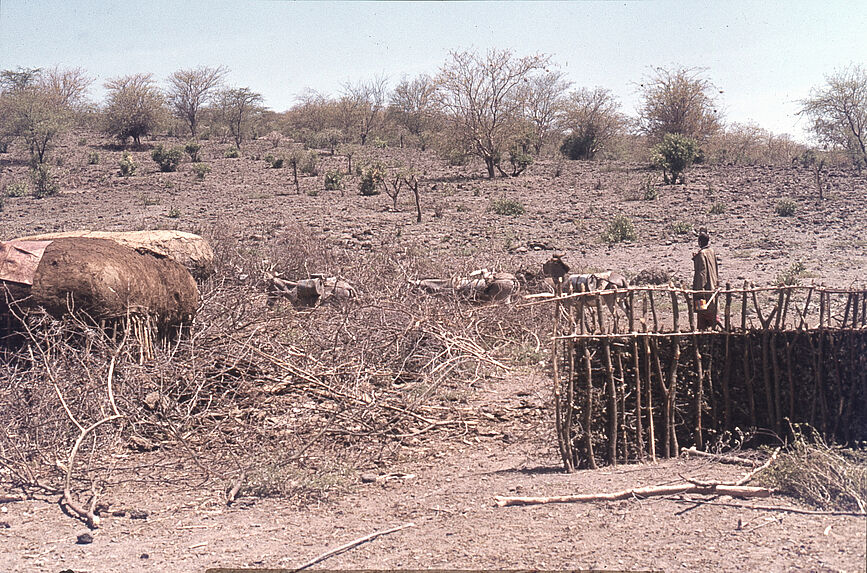 Sans titre [habitations, ânes et maasaï dans un paysage de broussailles]