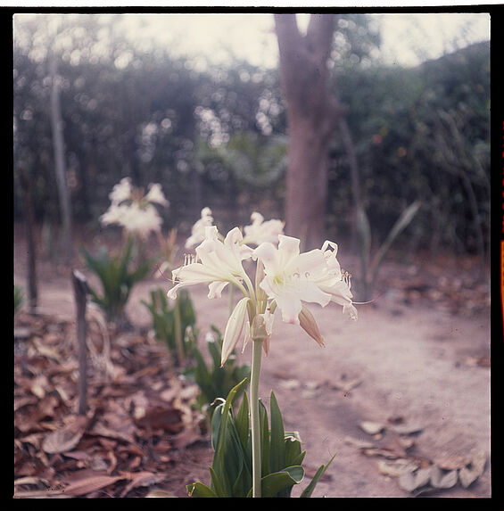 Sans titre [fleurs blanches]