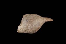 Fragment de sifflet ornithomorphe