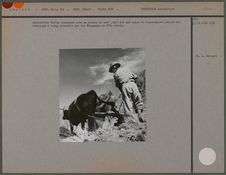 Agriculteur Indien labourant avec un araire en bois