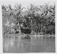 Le fleuve Sépik entre Malu et le lac Chamburi