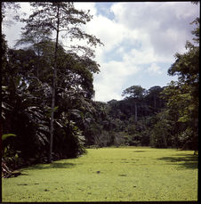 Sans titre [paysage de forêt dense et un fleuve]