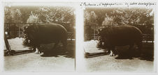 A Pretoria, l'hippopotame du jardin zoologique