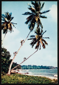 Cueillette des noix de coco