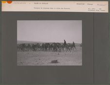Troupeau de chameaux dans la tribu des Nusarat