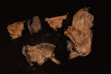 Tissu (fragments)