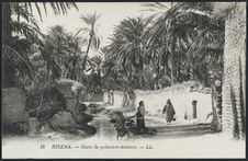 Oasis de palmiers- dattiers