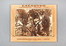 Cacaoyer - Theobroma cacao - Linné