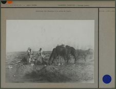 Abreuvage des chameaux à un puits du Touat