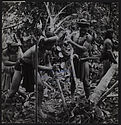 Les guerriers Dayaks vont dans la forêt déraciner le "Mahang"