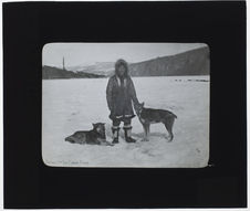 Huski. Indien du Bas Yukon avec des chiens