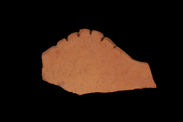 Coupe (fragment)