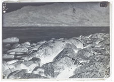 Lions marins, mâle, échoué sur la plage, baie Lort