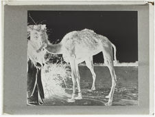 Femme touarègue d'Agadez