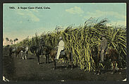 A Sugar Cane Field, Cuba